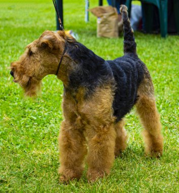 Airedale Terrier dog. Airedale Terrier