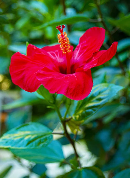Червона квітка гібіскуса на зеленому фоні — стокове фото