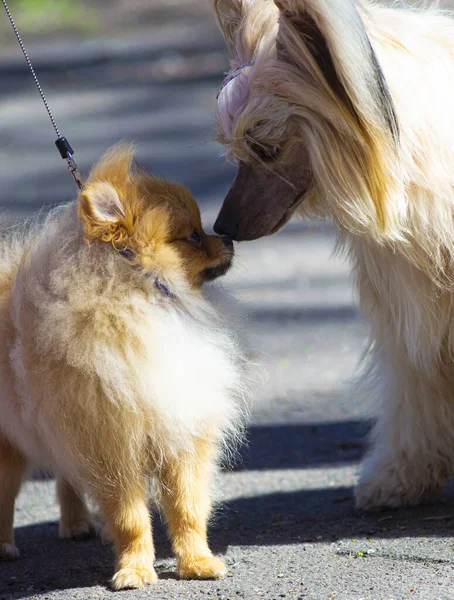 スピッツ犬と中国の胸 犬の友情 — ストック写真