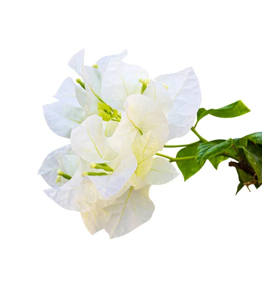 Flores Bougainvillea Branco Isolado Fundo Branco — Fotografia de Stock