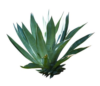 Beyaz arka planda izole edilmiş egzotik bitki. Mavi Agave