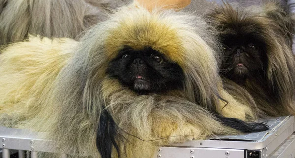 Pekinese Hunde Auf Der Ausstellung Porträt Eines Pekinesen Hundes — Stockfoto