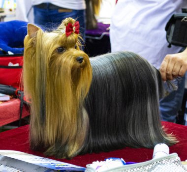 Yorkshire Terrier köpeği gösteride. köpek tıraşı