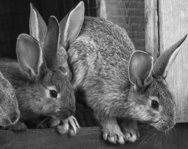 little rabbits. rabbit in farm cage or hutch. Breeding rabbits concept