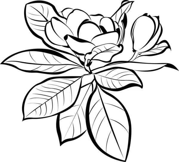 Vecteur Magnolia Fleurs Botaniques Florales Noir Blanc Avec Art Linéaire — Image vectorielle