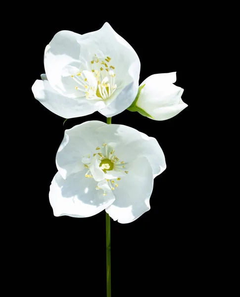 Jasmine Flowers Isolated Black Background — Stock Photo, Image