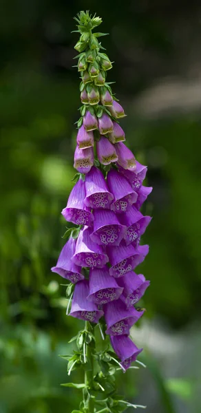 Foxglove Flower Garden — Stock Photo, Image