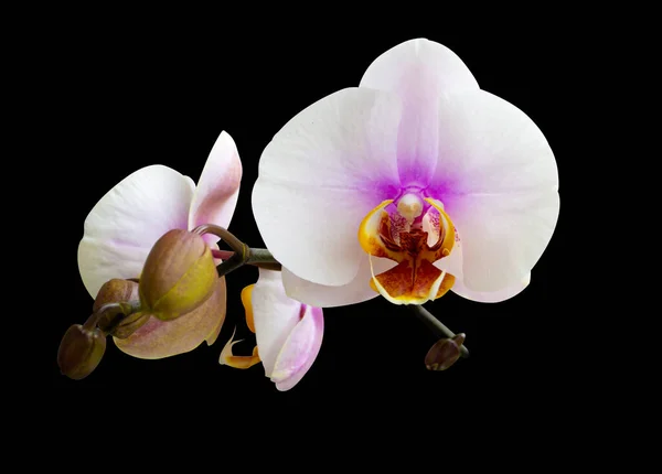 Orchidee Bianche Fiori Isolato Uno Sfondo Nero — Foto Stock