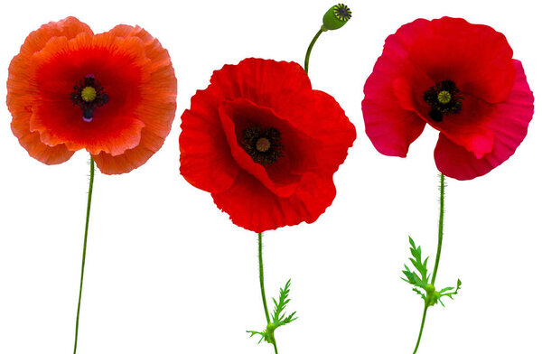 poppies flowers collection isolated on white background