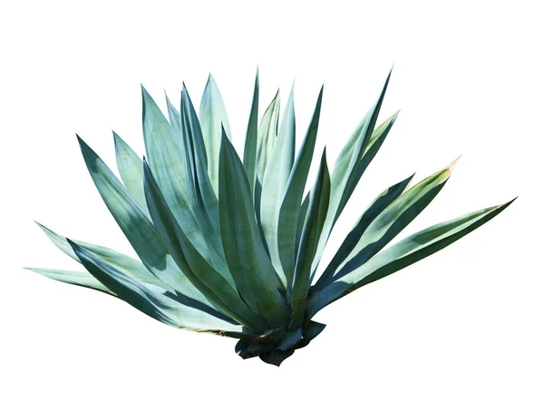 Exotische Pflanze Agave Isoliert Auf Weißem Hintergrund — Stockfoto