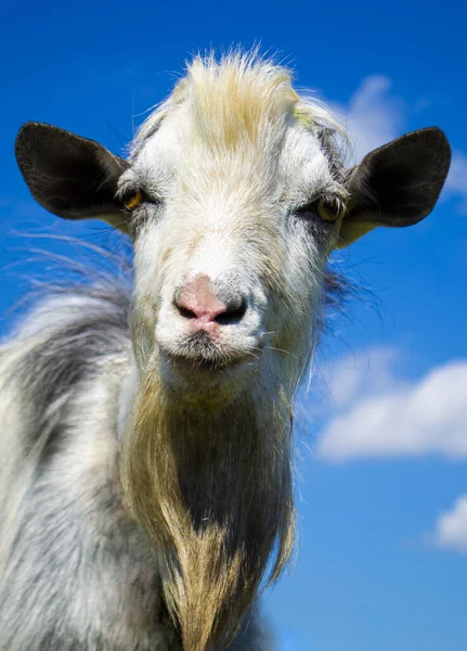 Goat Head Sky Background — Stock Photo, Image