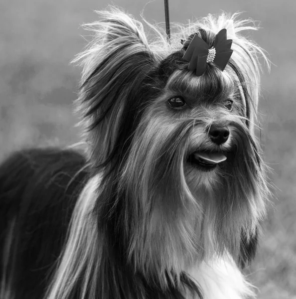 ヨークシャーテリア犬の肖像画クローズアップ — ストック写真
