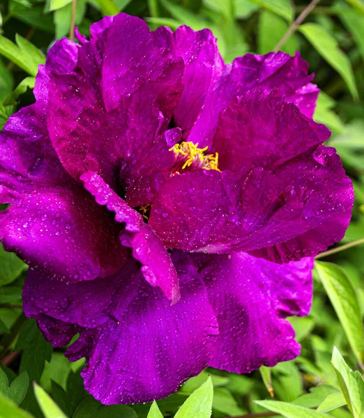 Fleur Pivoine Rouge Avec Gouttes Rosée — Photo