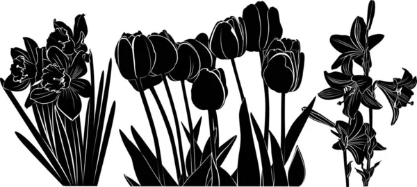 Συλλογή Από Τουλίπες Λουλουδιών Νάρκισσους Κρίνους Που Απομονώνονται Λευκό Διάνυσμα — Διανυσματικό Αρχείο