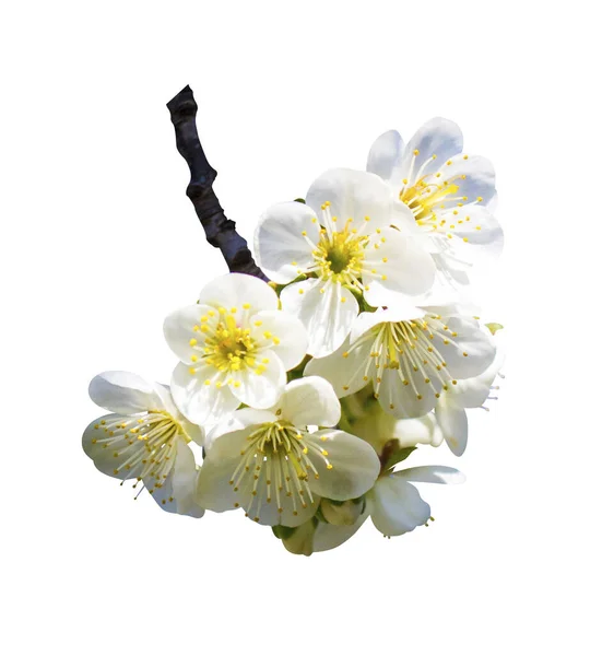 Ramoscello Albicocca Fiore Isolato Sfondo Bianco — Foto Stock