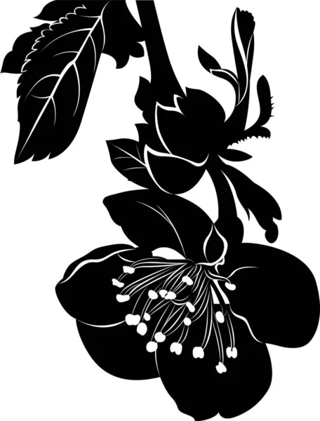 Blossom Κεράσι Στο Λευκό Φόντο Διάνυσμα — Διανυσματικό Αρχείο