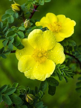 Yapraklı gül çiçeği. Bahçedeki gül kalça çiçeği