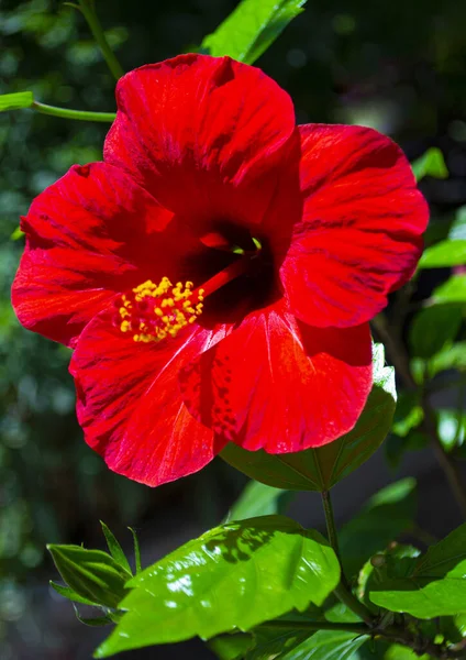 Rote Hibiskusblüte Auf Grünem Hintergrund — Stockfoto