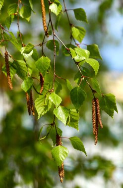 Huş ağacının genç dalları