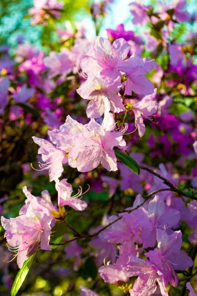 Задньому Плані Квітки Рододендрону Лабрадор — стокове фото