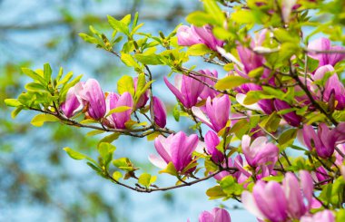 Manolya pembe çiçekli ağaç çiçekleri. Çiçekli manolya lale ağacı.