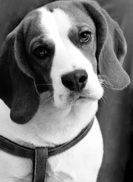 Hundporträtt Beagle Engelsk Beaglevalp — Stockfoto