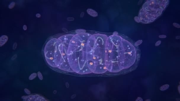 Митохондрии - клеточные органеллы, которые вырабатывают энергию — стоковое видео