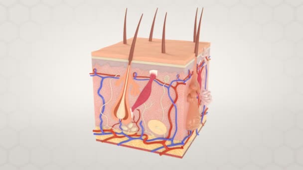 Mikroskopická anatomie znázornění kůže — Stock video