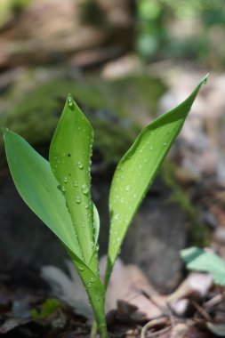  Yeşil bir ormanda kesilmiş kütük.                      