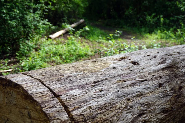  felled log in a green forest                      