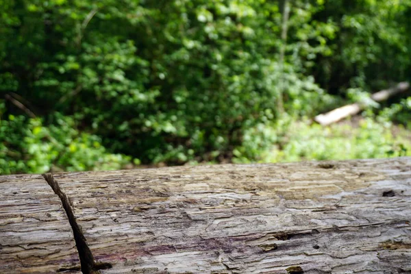  felled log in a green forest                      
