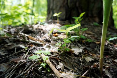 Ormandaki vadi zambakları                       