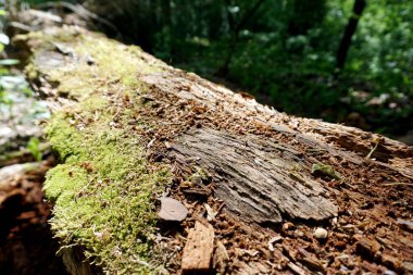 Ağaç, güneşin altındaki ormanda kütük.              