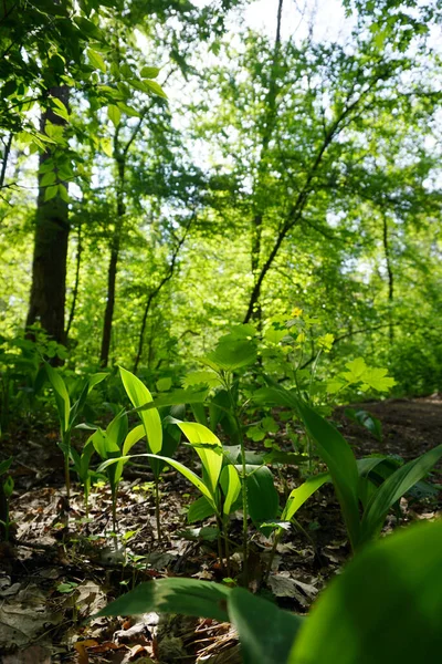 lilies of the valley in the forest                       
