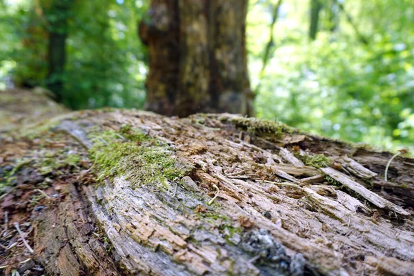 Träd Stubbe Skogen Solen — Stockfoto