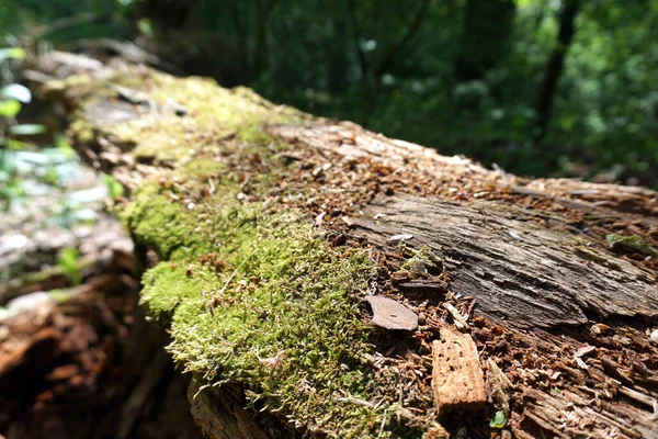 tree, stump in the forest under the sun              