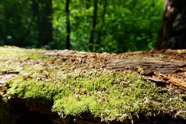 tree, stump in the forest under the sun              