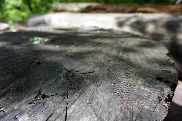 tree, stump in the forest under the sun              
