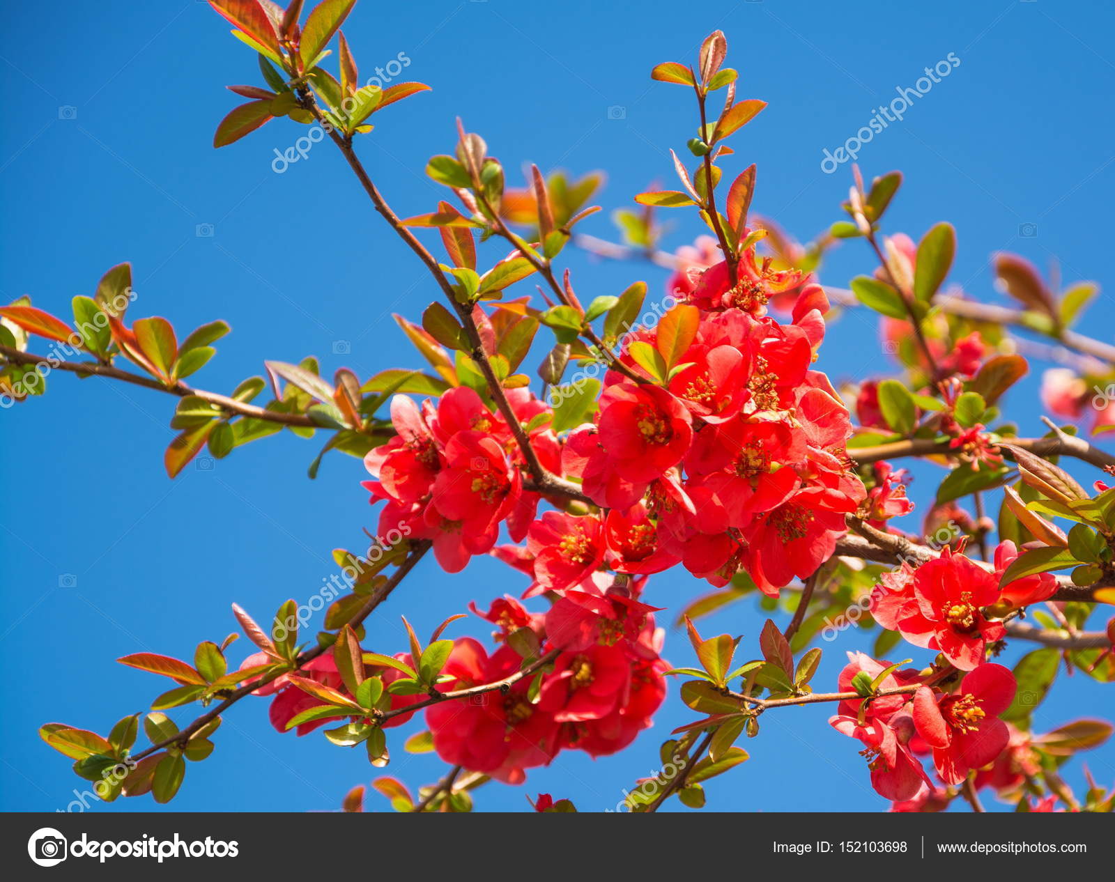 Fleurs rouges d\u0027arbre fruitier de printemps sur fond de ciel bleu \u2014 Image de