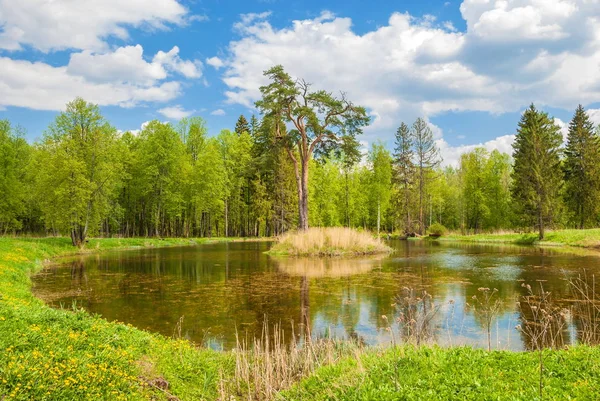 Der Waldsee — Stockfoto