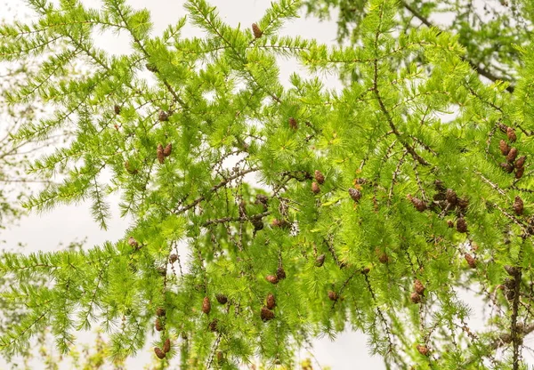 Coniferous Fir Branches Cones Royalty Free Stock Images