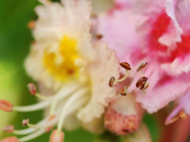 Güzel rengarenk makro çiçekleri bahar zamanı çiçek açar. Arka plan bulanık. Botanik bahçesinde yabani çiçekler. Taze pembe taç yaprağı. 