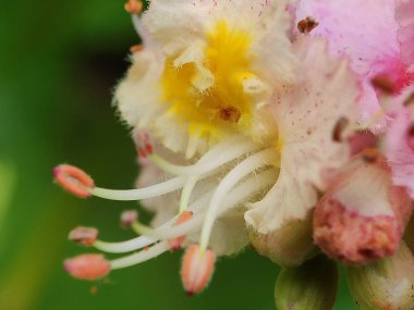 Güzel rengarenk makro çiçekleri bahar zamanı çiçek açar. Arka plan bulanık. Botanik bahçesinde yabani çiçekler. Taze pembe taç yaprağı. 