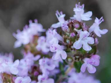 Güzel rengarenk makro çiçekleri bahar zamanı çiçek açar. Arka plan bulanık. Botanik bahçesinde yabani çiçekler. Taze pembe taç yaprağı. 