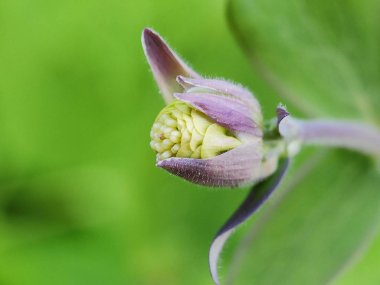 Güzel rengarenk makro çiçekleri bahar zamanı çiçek açar. Arka plan bulanık. Botanik bahçesinde yabani çiçekler. Taze pembe taç yaprağı. 
