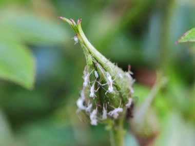 Güzel rengarenk makro çiçekleri bahar zamanı çiçek açar. Arka plan bulanık. Botanik bahçesinde yabani çiçekler. Taze pembe taç yaprağı. 