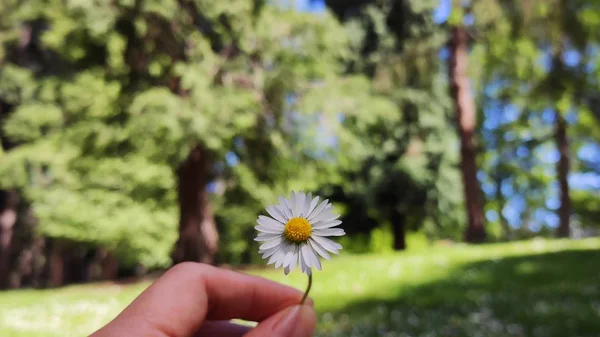 Botanik Bahçesinde Rengarenk Çiçekleri Olan Güzel Bir Çiçek Yatağı Bahar — Stok fotoğraf