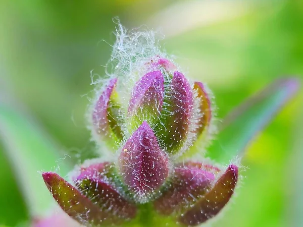 Piękne Kolorowe Makro Kwiat Dziki Kwiat Kwiatowy Czasie Wiosny Rozmycie — Zdjęcie stockowe