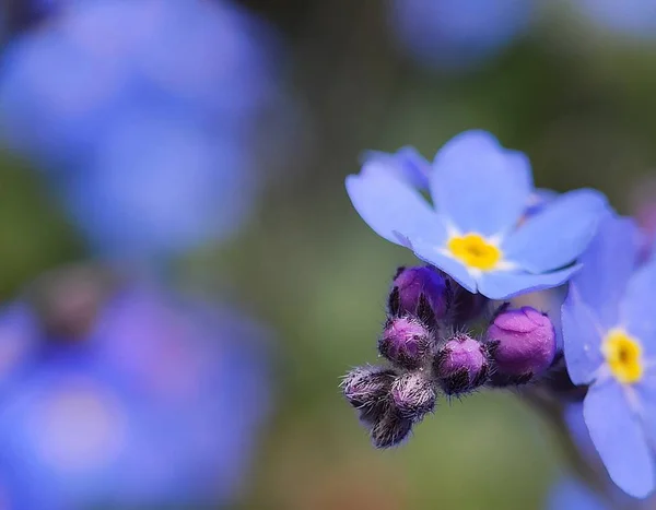 Krásné Barevné Makro Květ Divoký Květ Květinový Jaře Čas Rozmazat — Stock fotografie