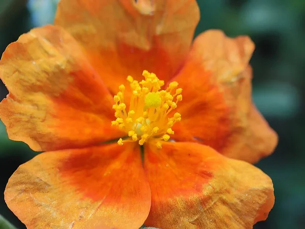 Makroblumen Mit Blütenblättern Nahaufnahme Stamm Viele Details Der Floralen Samen — Stockfoto
